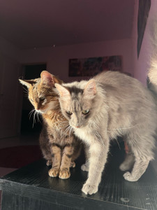 Photo de galerie - Garde de deux chats chez le propriétaire et soins médicaux (injections d’insuline)