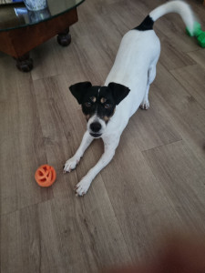 Photo de galerie - Thalia, jeune Jack Russel, pensionnaire à la maison du 3 au 7 septembre 2026.
Elle revient :
26 et 27 septembre 2026
10 au 12 octobre 2026
10 au 12 novembre 2026
