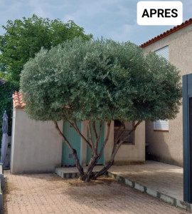Photo de galerie - Taille d'un olivier 