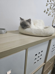 Photo de galerie - Cookie quand lors de sa deuxième garde?, oui j'ai complètement oublié de vous dire qu'elle était revenue ?. Toujours aussi calme?