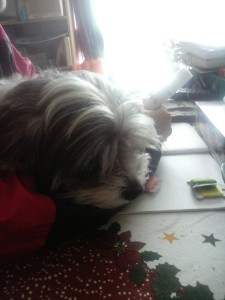 Photo de galerie - Gaufrette Ma chienne 