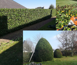 Photo de galerie - Taille de haie et taille de formation