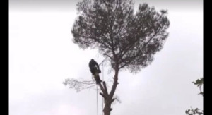 Photo de galerie - Elagage et coupe d'arbres