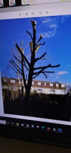 Photo de galerie - Elagage et coupe d'arbres