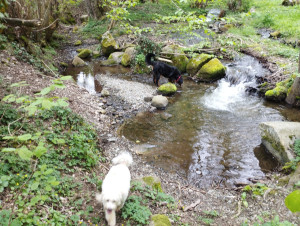 Photo de galerie - Promenade des loulou