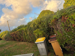 Photo de galerie - Suppression complète d’une haie de 75 mètres linéaires