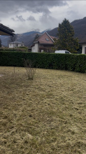 Photo de galerie - Débroussaillage et taille de haie de laurier