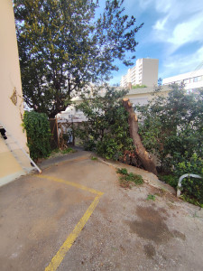 Photo de galerie - élagage arbre ronger par les termites 