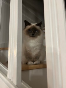 Photo de galerie - Garde chat