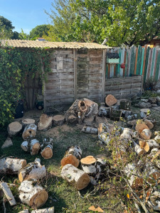 Photo de galerie - Démontage bouleau blanc d’Europe 
