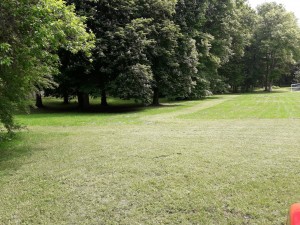 Photo de galerie - Tonte de pelouse - Débroussaillage