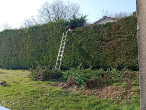 Photo de galerie - Taille de haie rabattage de Haies
