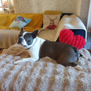 Photo de galerie - Garde chien