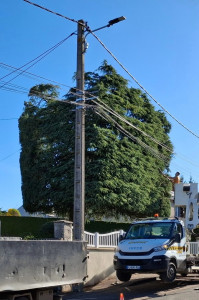 Photo de galerie - Taille d’un cèdre avec nacelle 