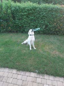Photo de galerie - Garde chien