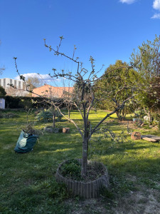 Photo de galerie - Elagage et coupe d'arbres