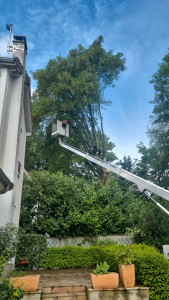 Photo de galerie - J'effectue  un elagage 

