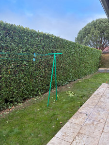 Photo de galerie - Taille de laurier