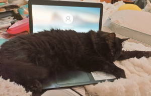 Photo de galerie - Ma Kiomi adore mon ordinateur 