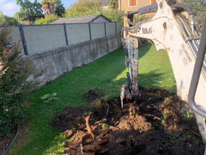 Photo de galerie - Dessouchage 