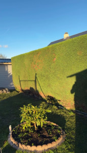 Photo de galerie - Thuyas 