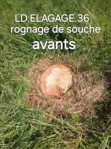 Photo de galerie - Elagage et coupe d'arbres