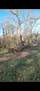 Photo de galerie - Abattage d'un grand pin qui commencer à pourrir de l'intérieur 