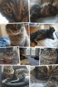 Photo de galerie - Visite ou garde chez le catsitter. Formule à la carte