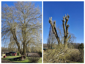 Photo de galerie - Elagage et coupe d'arbres