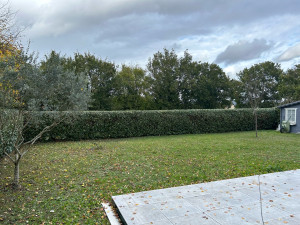 Photo de galerie - Taille de haies et d'arbustes