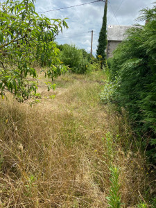 Photo de galerie - Tonte de pelouse - Débroussaillage