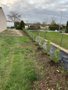 Photo de galerie - Plantation d’une haie 
