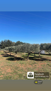 Photo de galerie - Après taille Olivier 