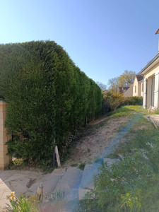 Photo de galerie - Taille de haie
