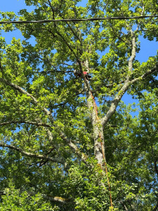 Photo de galerie - élagage d’un arbre 