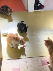 Photo de galerie - Garde chat