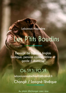 Photo de galerie - élevage et pension canine et féline à votre disposition à tous moment pour tous types de chiens catégoriser ou non je suis titulaire de l’ACACED ainsi que du permis de détention de chiens catégoriser 