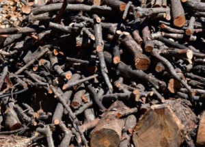 Photo de galerie - Débiter des arbres tombés à terre