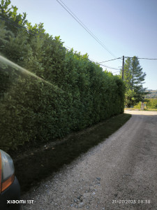 Photo de galerie - Haie (avant taille)