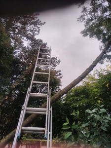 Photo de galerie - élagage  et abattage des  mimosa 
