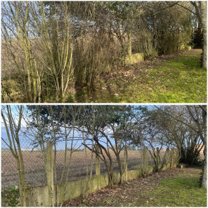 Photo de galerie - Taille d’arbustes et coupe de tous les rejets 