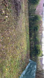 Photo de galerie - Elagage et coupe d'arbres