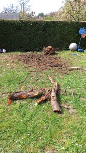 Photo de galerie - Elagage et coupe d'arbres