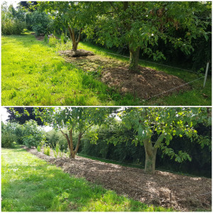 Photo de galerie - Paillage d'une planche de fleurs et d'arbre fruitier avec du broyat de bois.