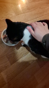 Photo de galerie - Garde chat 