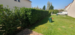 Photo de galerie - Taille de haie