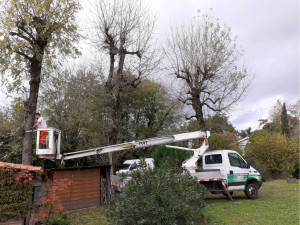 Photo de galerie - Elagage et coupe d'arbres