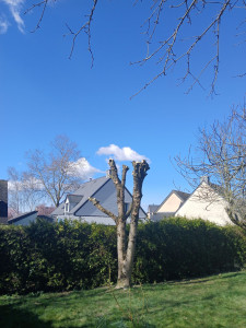 Photo de galerie - Après élagage 