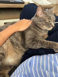Photo de galerie - Je garde 1 chat à la fois dans un appartement de 70 m2 sans accès à l’extérieur. 