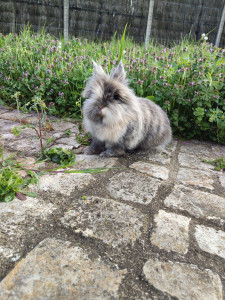 Photo de galerie - Garde lapin à domicile 